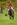 Chatsworth International Horse Trials 2015