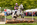Chatsworth International Horse Trials 2015